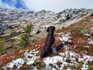 landscape in the mountains with a hunting dog