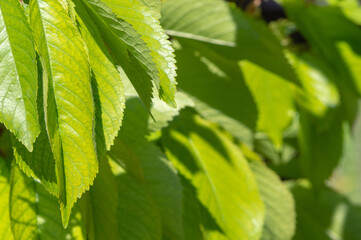 Natural background of green leaves on a tree in sunlight