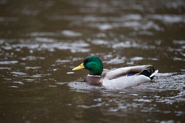 duck on the river