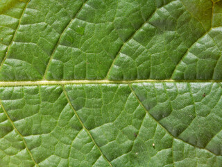 Texture of a natural green leaf of a plant macro background