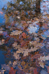 Oak leaves in water on a rainy autumnal day in Scotland. 