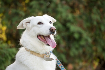 happy white dog