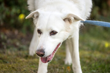 Obraz premium happy white dog
