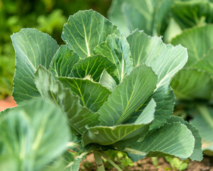 Chou cultivé à Villereversure, Ain, France