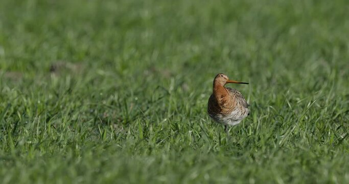 Black-tailed godwit cleaning it's feathers