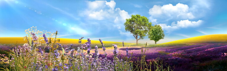 field  nature landscape Meadow of wheat trees and wild Lavender  flowers on field sunslight blue sky with white clouds summer banner