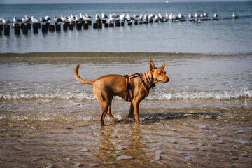 Podenco Hund am Strand der Nordsee