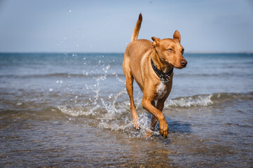 Podenco Hund am Strand der Nordsee
