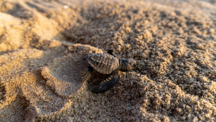 Golfina turtle in a mexican beach. newborn baby green golfina turtle approaching sea for first time after breaking egg.