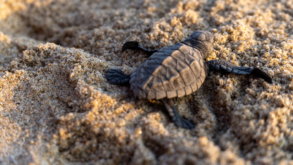 Golfina turtle in a mexican beach. newborn baby green golfina turtle approaching sea for first time after breaking egg.