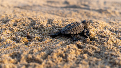 Golfina turtle in a mexican beach. newborn baby green golfina turtle approaching sea for first time after breaking egg.