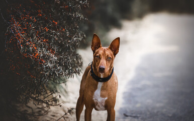 Podenco Hund am Strand der Nordsee