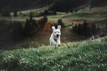 Weisser Hund in schweizer Landschaft