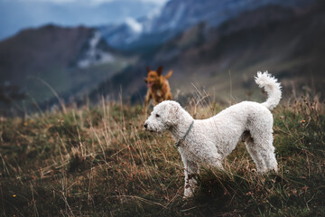 zwei Hunde in schweizer Alpen
