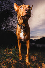 Podenco Portat draussen mit Blitz