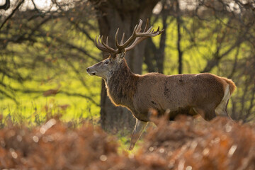 Red Deer