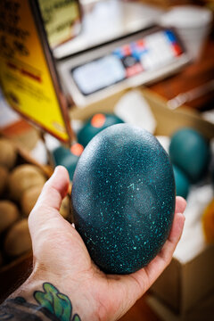 Fresh emu egg, Robert is here