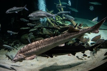 Unbekannter langer Fisch in der Ostsee