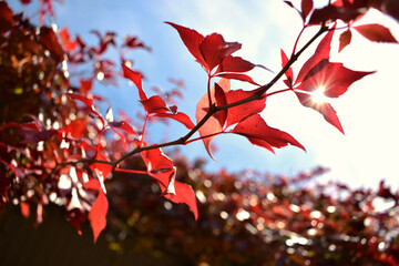 Red autumn leaves with blue sky and sun