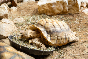 Spurred tortoise (Centrochelys sulcata) eating in Straubing Zoo