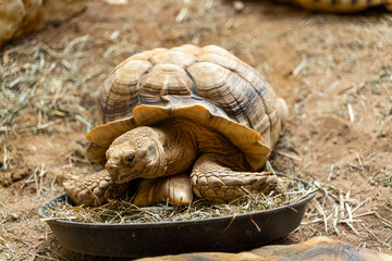 Spornschildkröte (Centrochelys sulcata) beim fressen im Straubinger Zoo