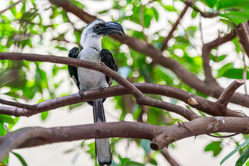 Jackson-Toko (Tockus jacksoni)