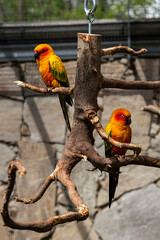 Sonnensittiche (Aratinga solstitialis) im Straubinger Zoo