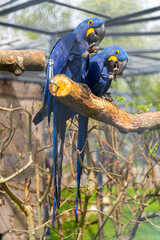 Hyacinth Macaws in Straubing Zoo (Anodorhynchus hyacinthinus) © dsArt Stock