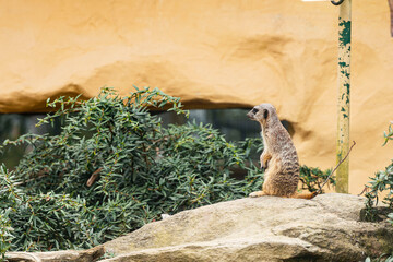 Meerkat (Suricata suricatta) in the Straubing Zoo