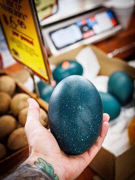 emu eggs for sale, Florida city