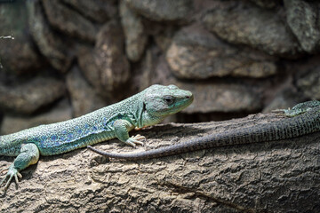 Perleidechse (Timon lepidus) Eidechse im Straubinger Zoo