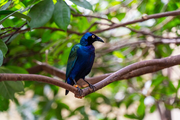 Purpurglanzstar (Lamprotornis purpureus) im Zoo Straubing
