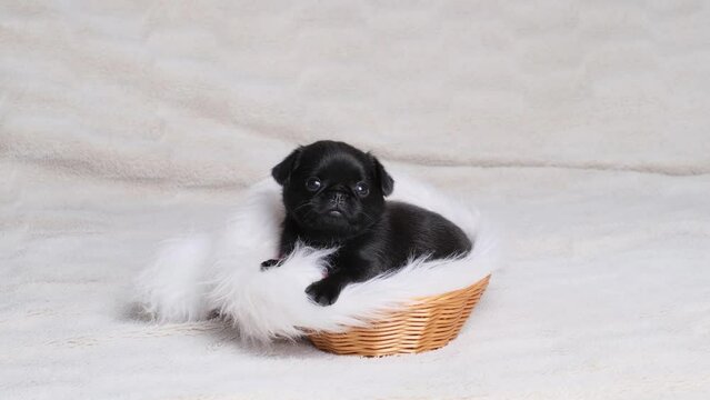 Small black griffon puppy on white fur background. Cute small pet for loving