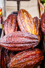 cacao, Robert is here