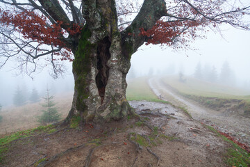 Giant beech tree with bare branches on mountain summit on the foggy morning, late autumn. Ukraine, Carpathians.