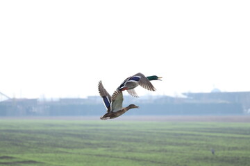 Pair of mallards in flight in the middle of the countryside