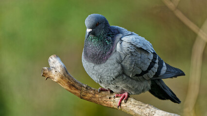 Pigeon photographed with a telephoto lens.