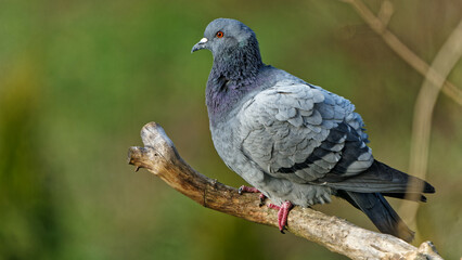 Pigeon photographed with a telephoto lens.