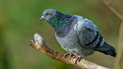 Pigeon photographed with a telephoto lens.
