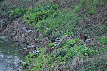 Flock of mallards perched along the river bank