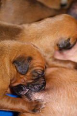 newborn suckling rhodesian ridgeback puppies