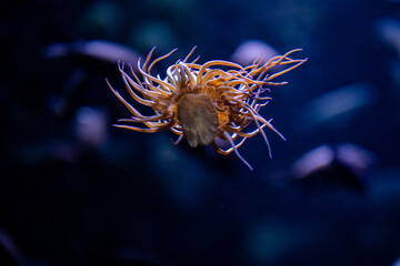 Sch&ouml;ner, schwimmender stachelborstiger Meeresbewohner in einem Aquarium