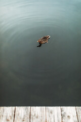 a duck swims in the water of a lake close to a pier