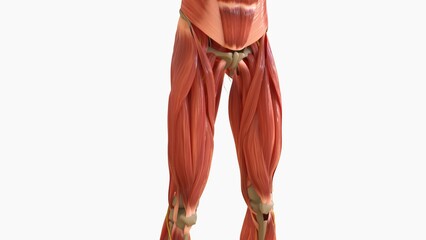 Human Muscle Anatomy For medical concept 3D rendering