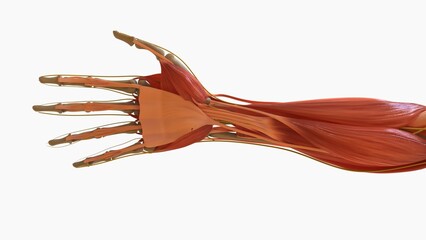 Obraz na płótnie Canvas Human Muscle Anatomy For medical concept 3D rendering
