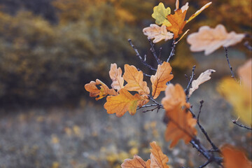 Autumn background. Late fall. Oak leaves on a branch. Cloudy weather, shallow depth of field, copy space.
