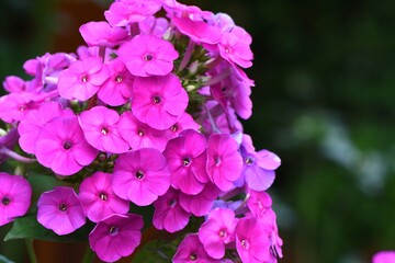 Piękny różowy floks wiechowaty (Phlox paniculata), tak charakterystyczny dla wiejskich ogrodów - obrazy, fototapety, plakaty
