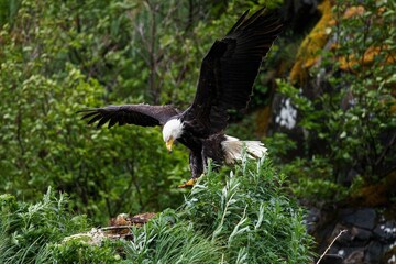 Rückkehr zum Nest - Ein Weisskopf Seeadler  kurz vor der Landung