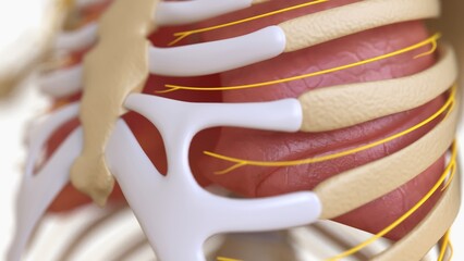 Human Skeleton Anatomy For medical concept 3D rendering