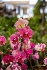 Orchidea